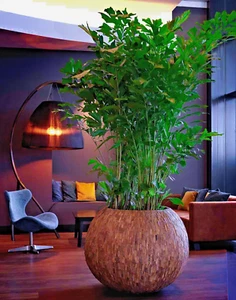 Caryota mitis (Fishtail Palm Tree) 3 to 25 Seeds - RARE Indoor House Plant | UK - Picture 1 of 3