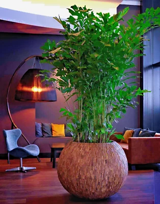 Caryota mitis (Fishtail Palm Tree) 3 to 25 Seeds - RARE Indoor House Plant | UK - Image 1 of 3