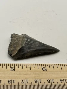 2” Great White Shark Tooth Fossil V3 - Picture 1 of 4