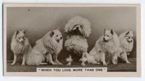 POMERANIA CANICHE AÑOS 30 J MILLHOFF DE RESZKE FOTOS REALES PERRO TARJETA DE CIGARRILLO - Imagen 1 de 2