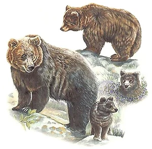 Calcomanías de cerámica para tobogán de agua Brown Bear Family 3 piezas 3" X 2-1/2" - Imagen 1 de 1