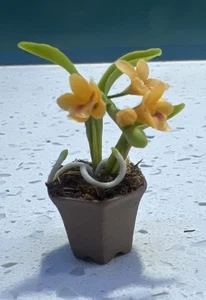 Puppenhaus Miniatur-Handwerk Blumentopf Orchidee Maßstab 1:12 - Bild 1 von 6