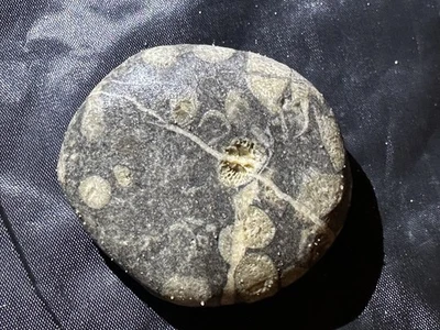 A beautiful sedimentary rock packed with fossils 🎁 Buy one, get one free - Image 1 of 4