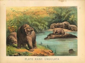 Original Antique 1880 Chromolithograph HIPPOPOTAMUS [xxxvi] - Picture 1 of 1
