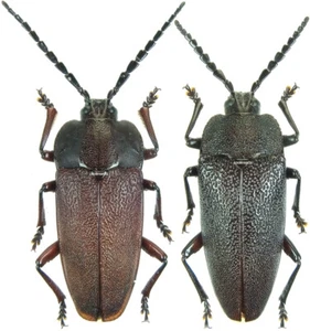 Insect - SOLENOPTERINI Holonotus laevithorax - Mexico - Pair 30mm+ ....!! - Picture 1 of 2