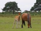 Photo 6x4 Ponies at Backley Holmes, New Forest Burley Street There is a l c2007