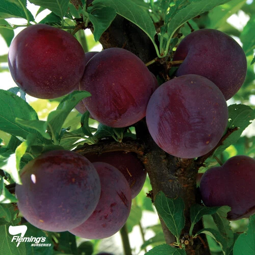 1 SEED Red Cherry Plum Tree Prunus Cerasifera Pissardii Nigra HEIRLOOM SEED Bio - Image 1 of 1