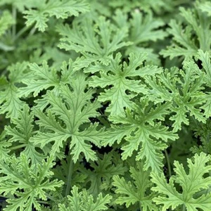 1500 Citronella Plant Seeds Non-GMO Mosquito Plant Seeds- Citronella Plant Seeds - Picture 1 of 3