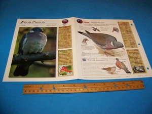 Waldtaube Foto / Informationsseite Wildlife Explorer 1998 - Bild 1 von 3