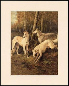 BORZOI PERROS PERSECUCIÓN CONEJO PRECIOSO PERRO ARTE IMPRESIÓN MONTADO LISTO PARA ENMARCAR - Imagen 1 de 1