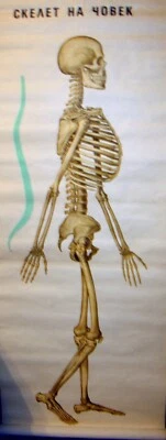 TABLA DE PARED DESMONTABLE EDUCATIVA ESQUELETO HUMANO CUERPO COMPLETO DE COLECCIÓN ANATOMÍA Foto 1 de 4