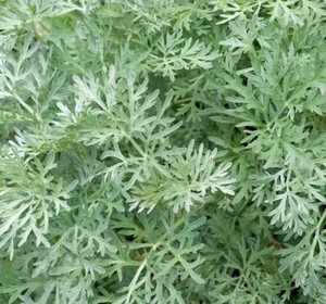 WORMWOOD SEEDS 500+ Perennial herb GARDEN ARTEMISIA ABSINTHIUM FREE SHIPPING - Picture 1 of 1
