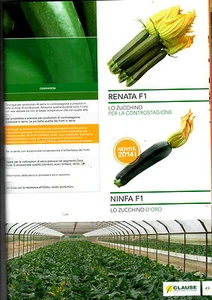 Klausel Samen Zucchini, dunkelgrün Sayonar fi, Umschlag x1000 Samen lang Zylinder - Bild 1 von 1