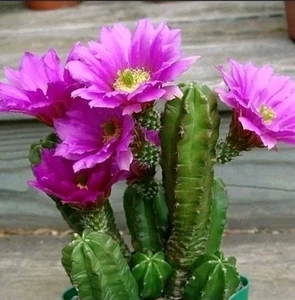 Echinocereus viereckii var. morricalii (X6) POT 6 CM On its own root!!!! - Imagen 1 de 5