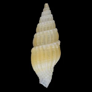 VEXILLUM EPIGONUS (Isla Actan, Filipinas) 9,3 mm #47569 - Imagen 1 de 3