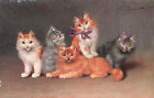 VINTAGE A/S SPERLICH MUNCHEN FIVE LONG HAIR CATS KITTENS POSTCARD 080623 S