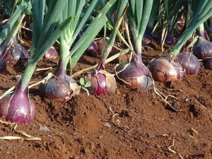 Red Creole Onion 150 - 10K Seeds Short day Pint Root Rot resis long shelf life - Picture 1 of 5