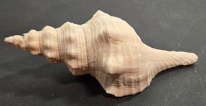 Vintage 6-Inch Conch Seashell Home Aquarium Use Beach Home Decor Crafts - Picture 1 of 9