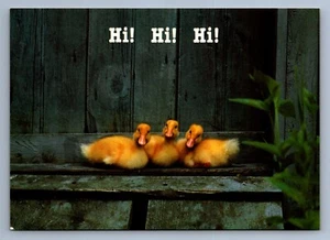 Postcard Vtg Animals Little Ducklings Posing Cute 4x6 - Picture 1 of 2