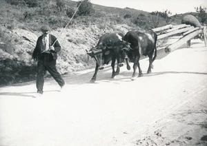 NARBONNE c. 1940 - Ochsen gespannt Holztransport - P 1356 - Bild 1 von 2