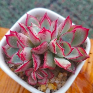 Echeveria Moon Gad Varnish 6cm diameter Succulent 🏵️limited one buy Only - Picture 1 of 3