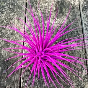 Pink Extra Large 3+" Tillandsia Ionantha Guatemala Enhanced Colored Air Plant - Picture 1 of 4