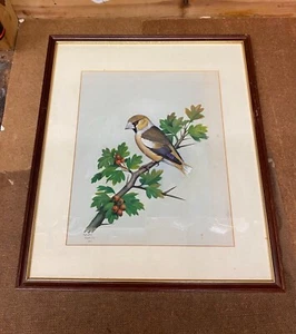 Impresionante acuarela original de James Deacon of a Hawfinch c1980 - Imagen 1 de 11