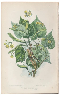 Antique 1860 Anne Pratt botanical print Flowering Plants 48 Lime Tree - Image 1 of 3