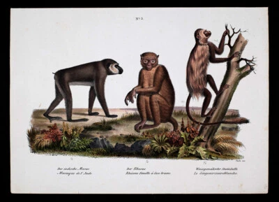 c1824 Brodtmann 古董印花灵长类动物猴子 Rhesus Temminck 非洲印度动物 — 第 1/4 张图片