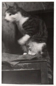 Cat on Chair Life in Denmark 1900 - 1950s Rare Vintage Photo Small Size 9x6cm - Picture 1 of 1