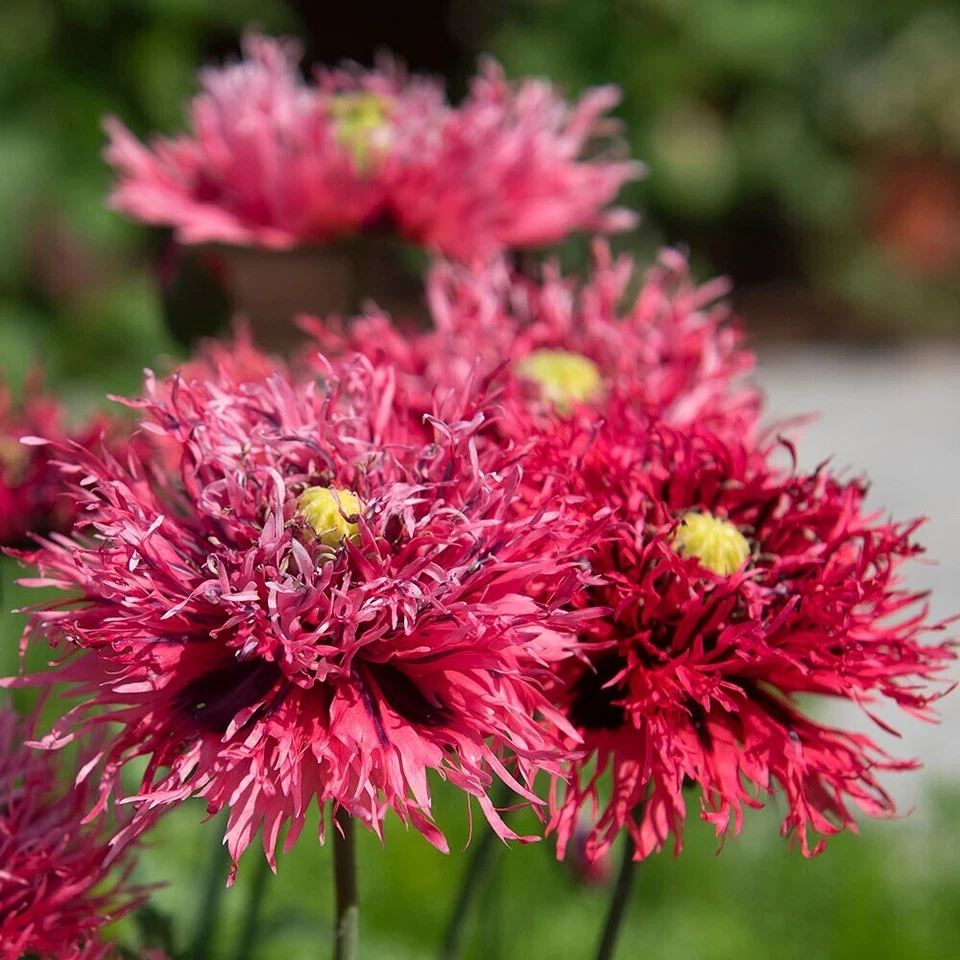 Pavot rose Feathers 100 GRAINES