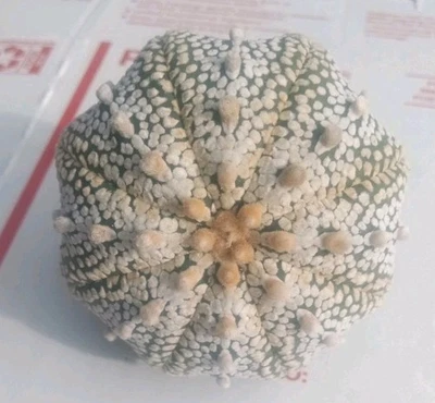 Astrophytum Asterias Super Kabuto, 2" diameter, rooted - Image 1 of 4