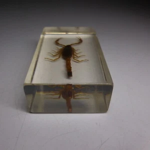 N24.504 presse-papier scorpion résine insecte animal exotique art déco rectangle - Imagen 1 de 23