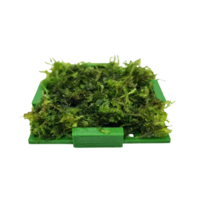 Moos-Box (Aquascaping, Javamoos, Dekoration, Moos, Aquarium, Spikymoos Garnelen)