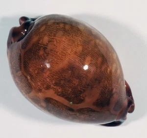 CYPRAEA MAPPA DEEP RED - Bild 1 von 2