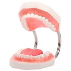 Teeth Mouth Model 6X Enlarged with Metal Hinge, Complete Set Teeth and8005