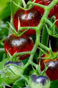 50+seeds MIDNIGHT SNACK TOMATO FRESH SEEDS, USA - Picture 1 of 1