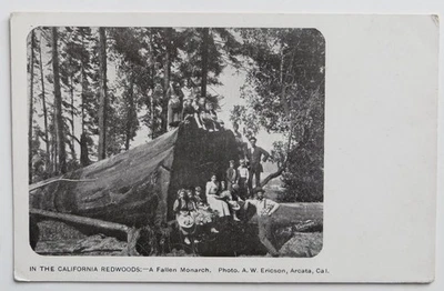 1905 A.W. Ericson Indian Kids Pose Before Fallen Monarch Redwood Arcata Humboldt - Image 1 of 2