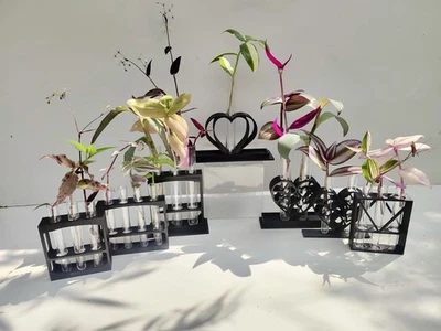 Black Plant Propagation Stations + tubes for rooting cuttings in different sizes - Image 1 of 4