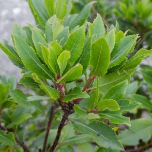 Bay leaf tree (Laurus nobilis) x 1 small plant - Picture 1 of 4