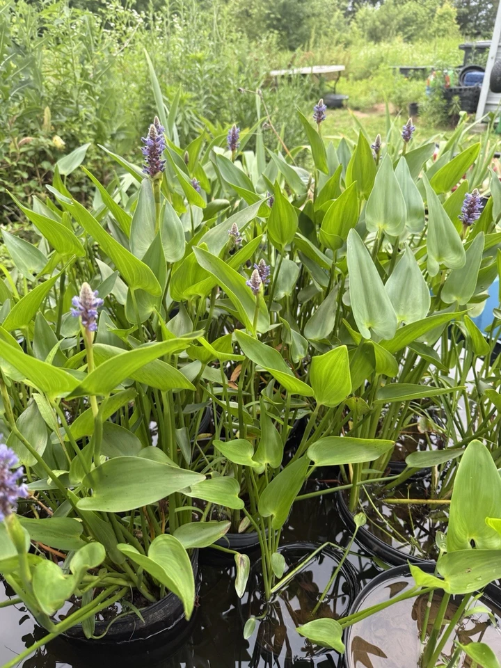 Plantas de estanque que tengo jacinto agua lechuga pickerel pato lirios y más Foto 1 de 4