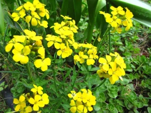 500 SIBERIAN WALLFLOWER Erysimum Cheiranthus Allionii Flower Seeds - Picture 1 of 5