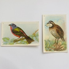 BIRDS Useful Birds of America 1929 Sixth Series Church & Dwight 2 Cards 5,6