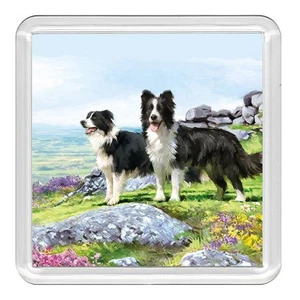Border Collie Two Dogs Dog Acrylic Coaster Novelty Drink Cup Mat Great Gift - Picture 1 of 1