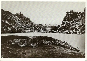 Vintage Postcard, Francis Frith, Crocodile On Sand Bank, Art Photograph, unused - Picture 1 of 2