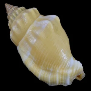 STROMBUS (Canarium) ERYTHRINUM (Olango Isl., Philippines) 33.1mm #40962 - Picture 1 of 4