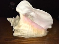 Decorative Large Conch Seashell Shell 8-10"