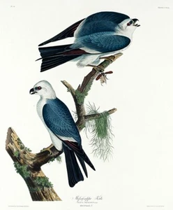 Cometa Mississippi - 1827 - imán de ilustración - Imagen 1 de 2