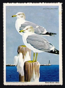 National Wildlife Federation Stamp - 1964 MNH - Ring-Billed Gull - Picture 1 of 1
