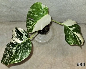 Monstera Albo Highly Variegated Starting To Fenestrate In 3.5"pot - Picture 1 of 8